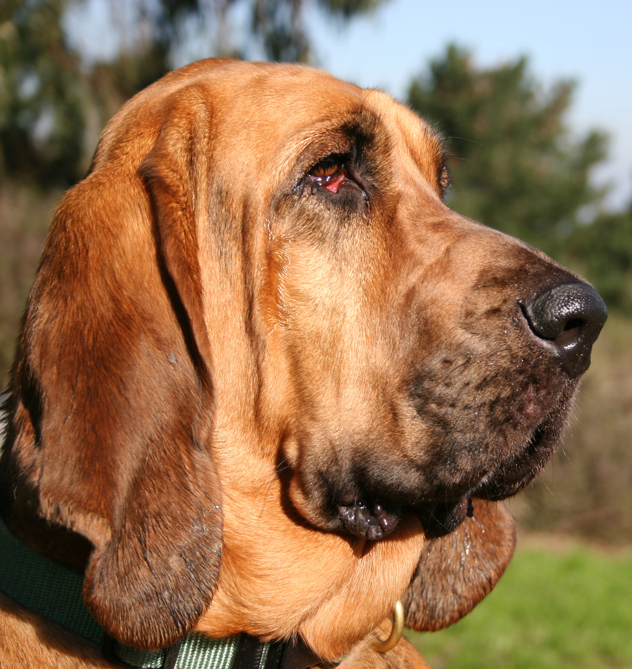 Bloodhound HD Wallpaper To For Your Mobile Puter