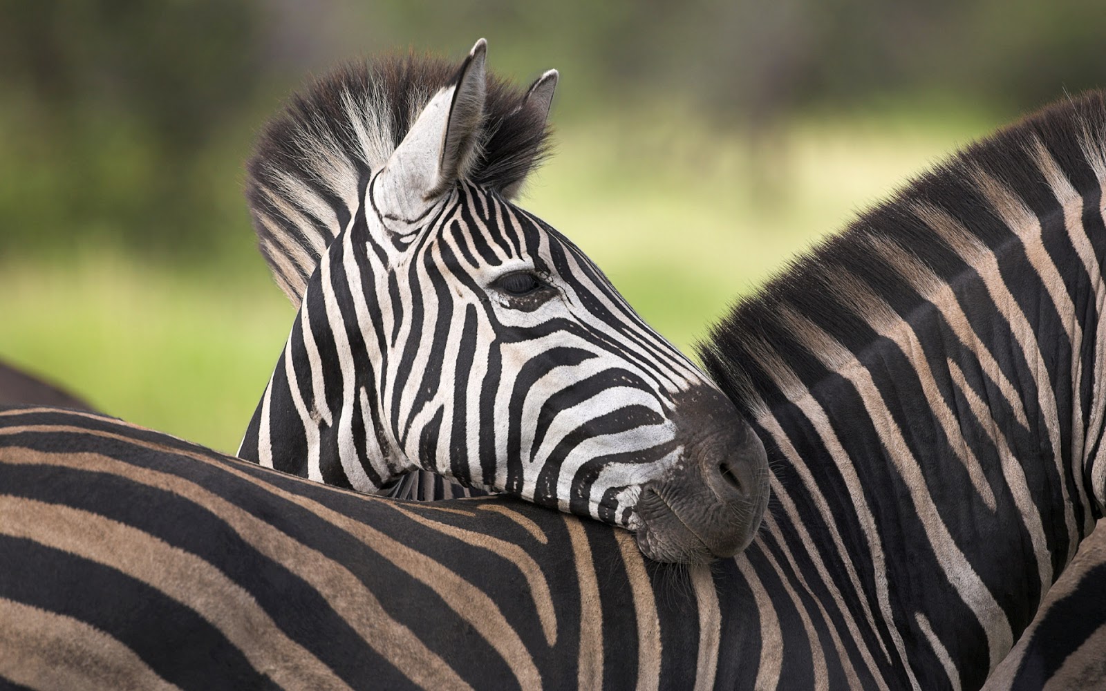 Beautiful Wallpaper Zebra Rare Pictures Collection