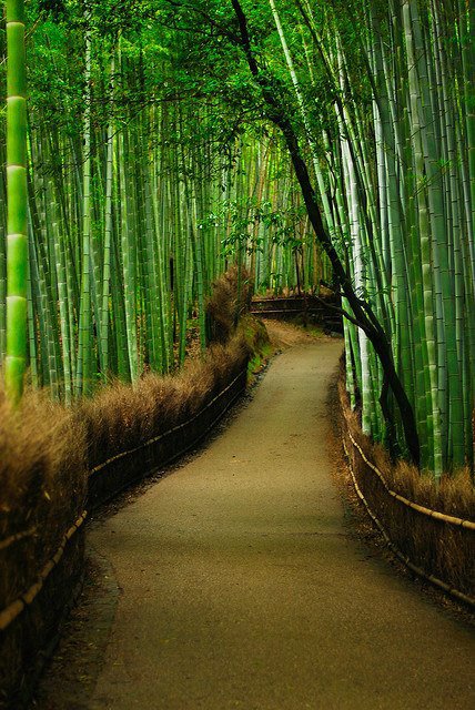 Bamboo Forest HD Wallpaper For Mobile Songs By Lyrics