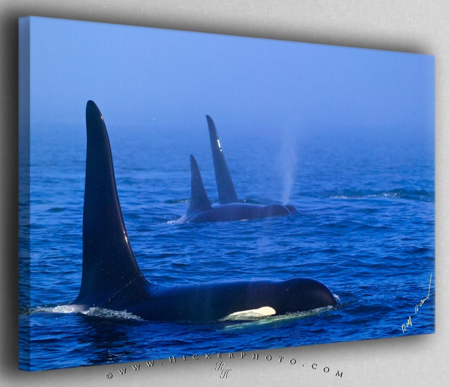 Orca Wallpaper For iPhone Family In