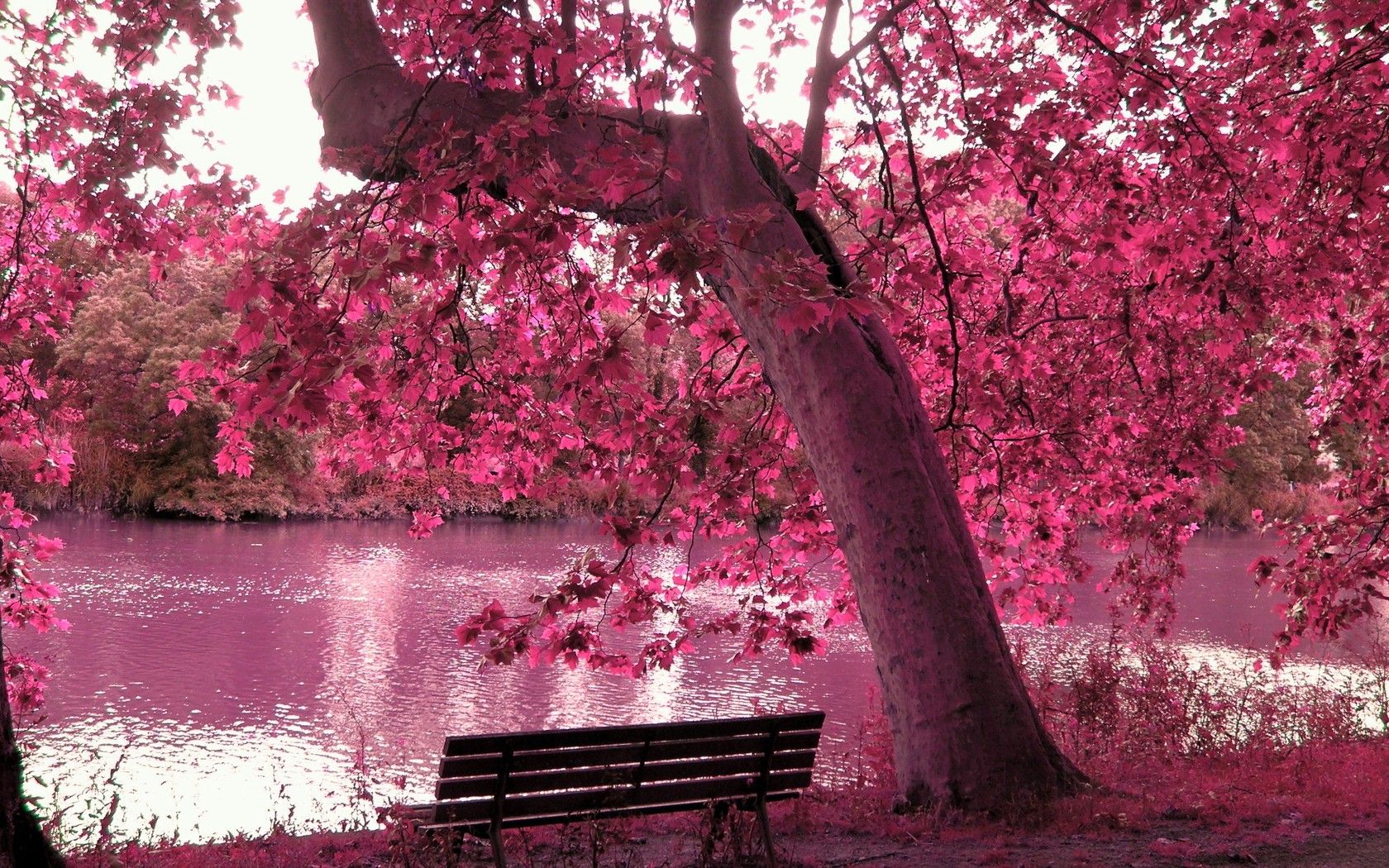 Purple Tree Wallpaper