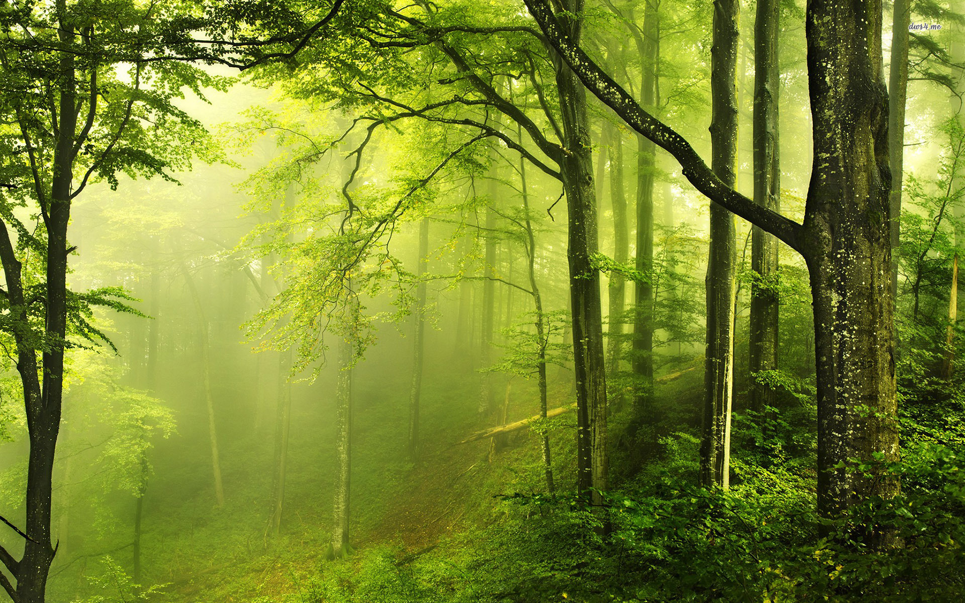 Nature Forest Wallpaper