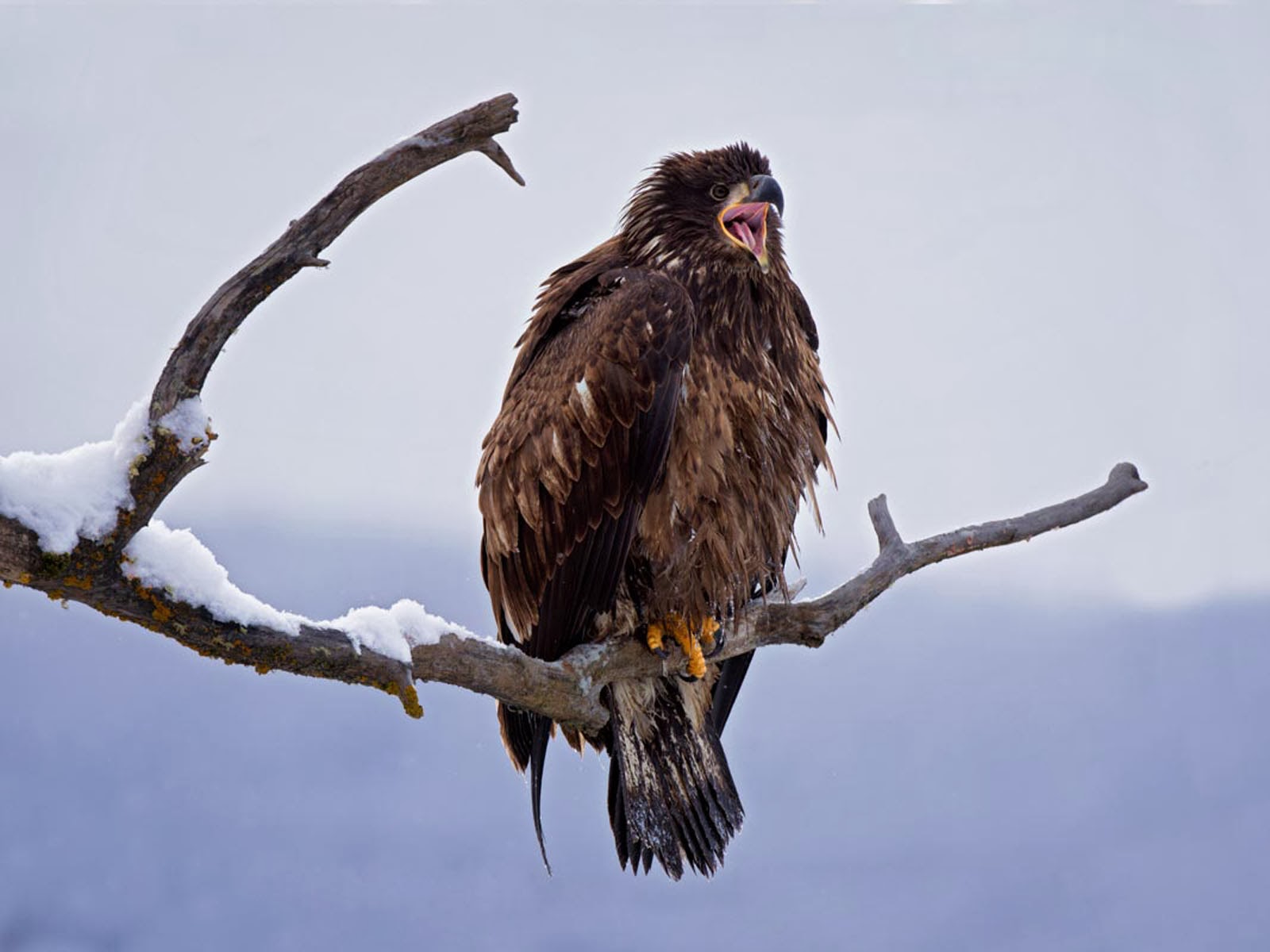 Tag Juvenile Bald Eagle Wallpapers Backgrounds PhotosImages and