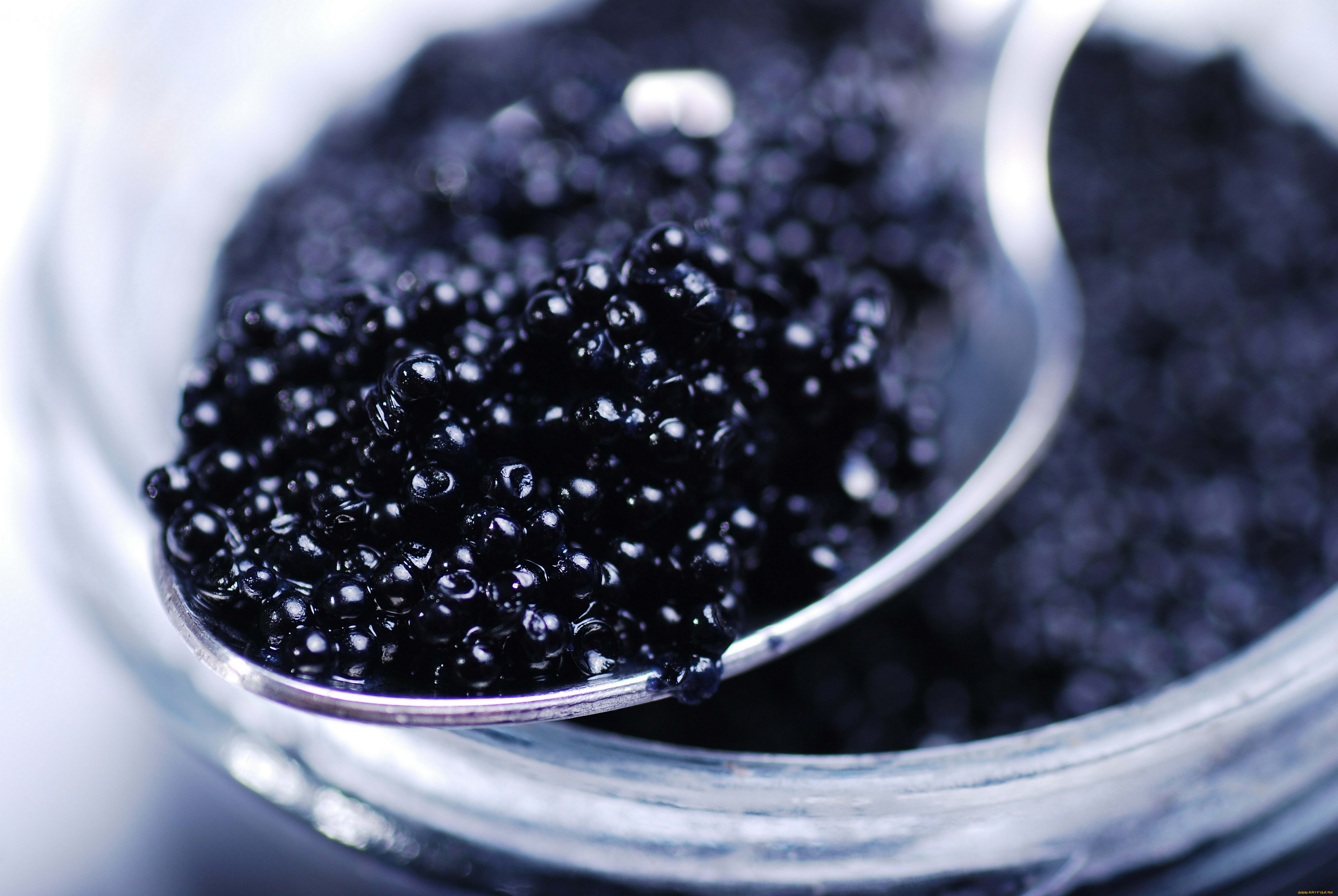 Caviar HD Wallpaper Background Image
