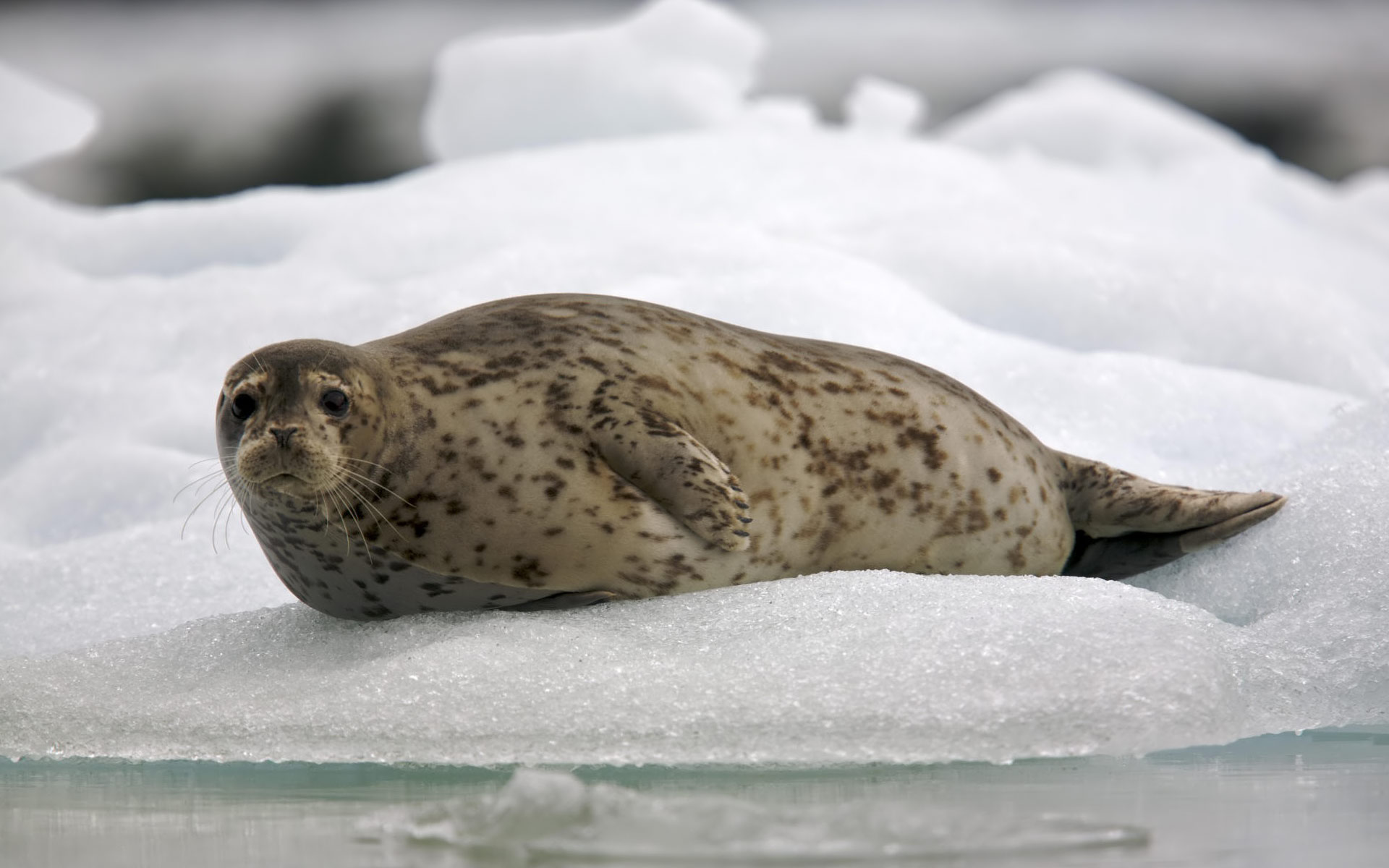 Widescreen HD Wallpaper Animals Spotted Seal Larga High