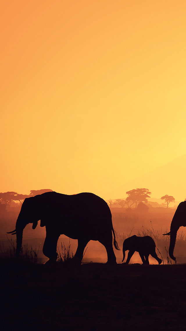 Africa Elephants Wallpaper iPhone