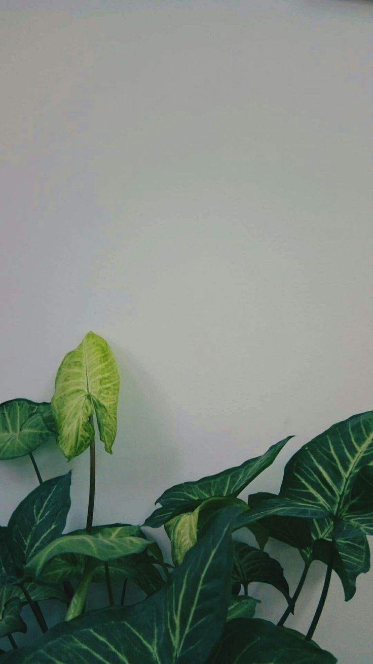aesthetic plant green white simple White wallpaper
