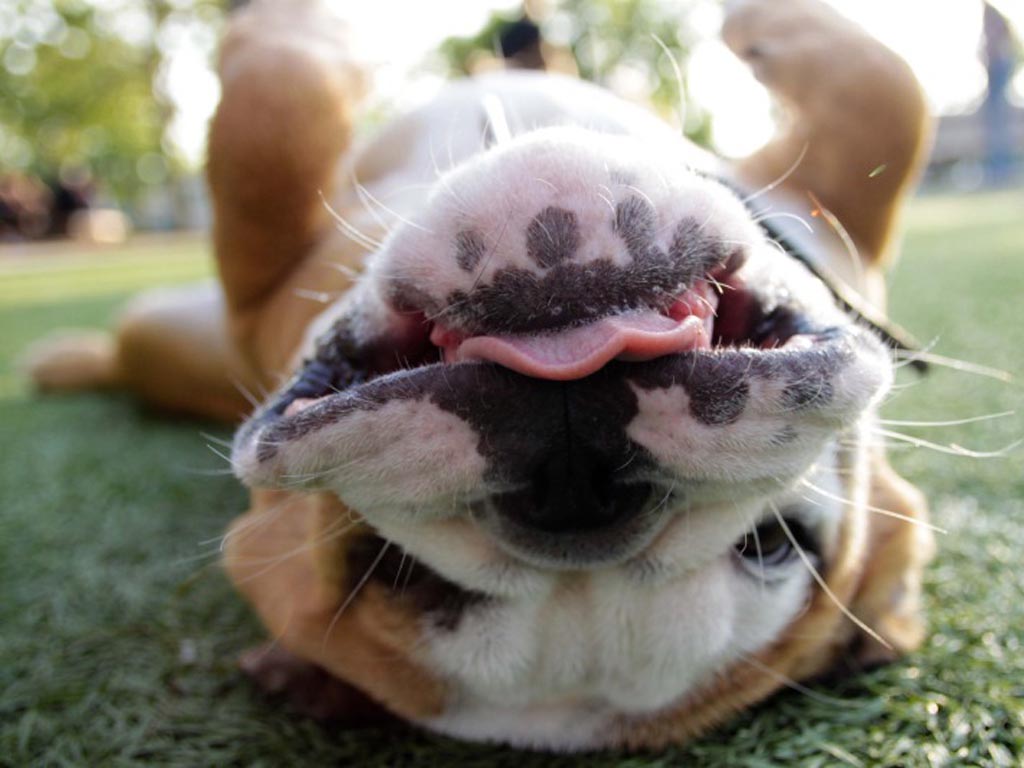 Funny Bulldogs New Nice Photos Pets Cute And Docile