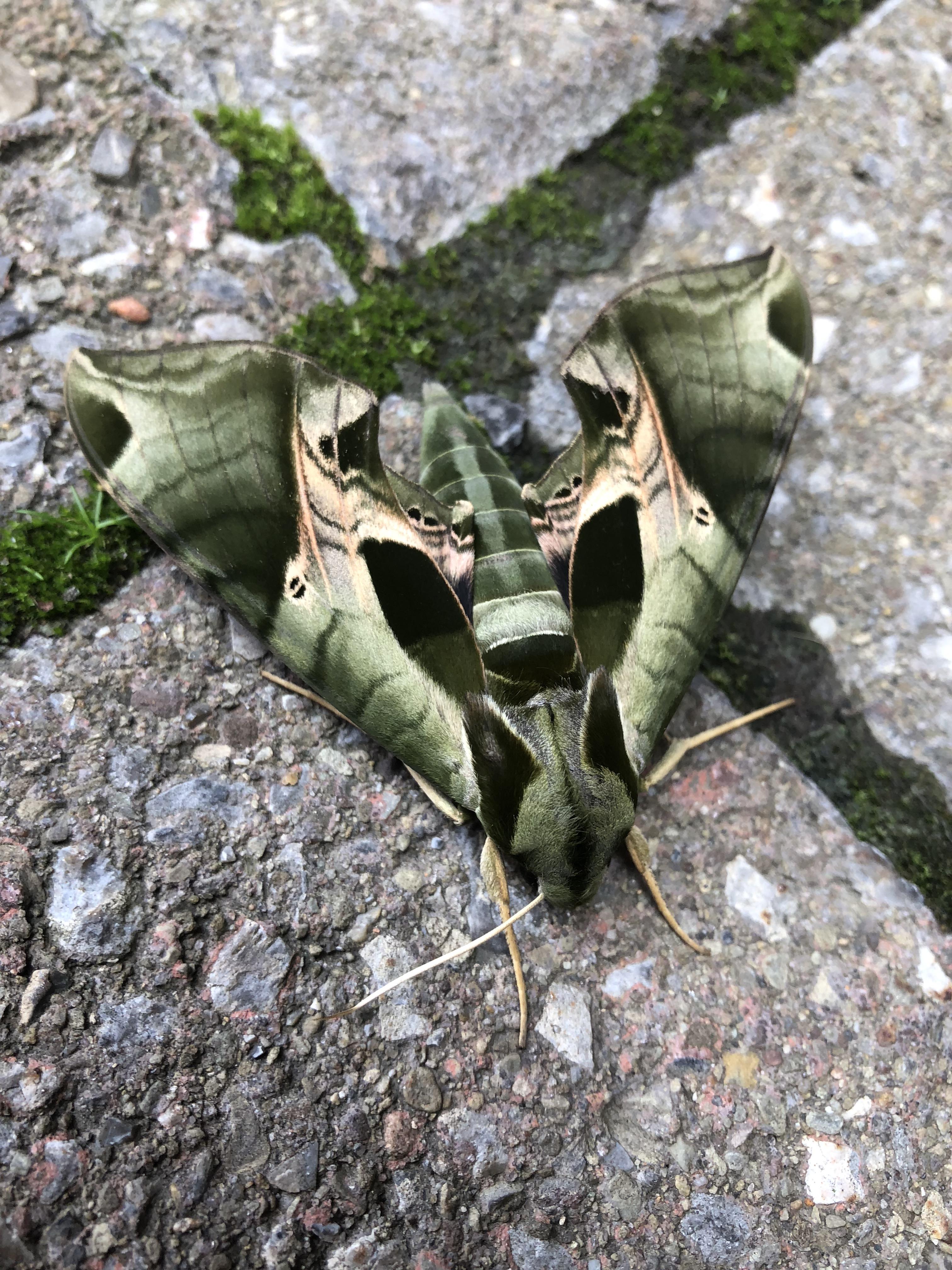 Unravelling The Rarity Of Pandora Sphinx Moths Wallpaper