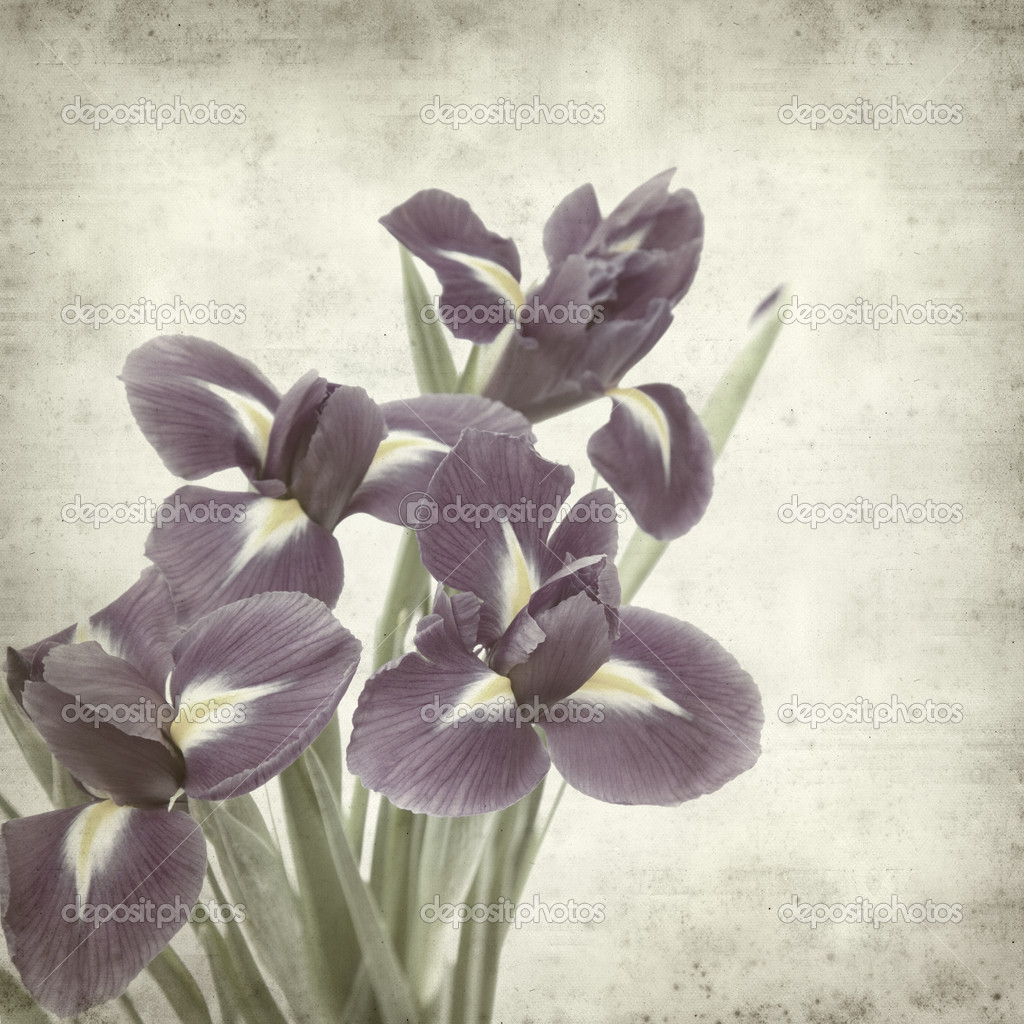 Free download floral ornaments beautiful luxury postcard old paper