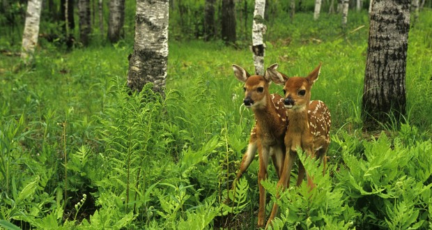 Baby Deer Walking In The Forest Full 1080p Ultra HD Wallpaper