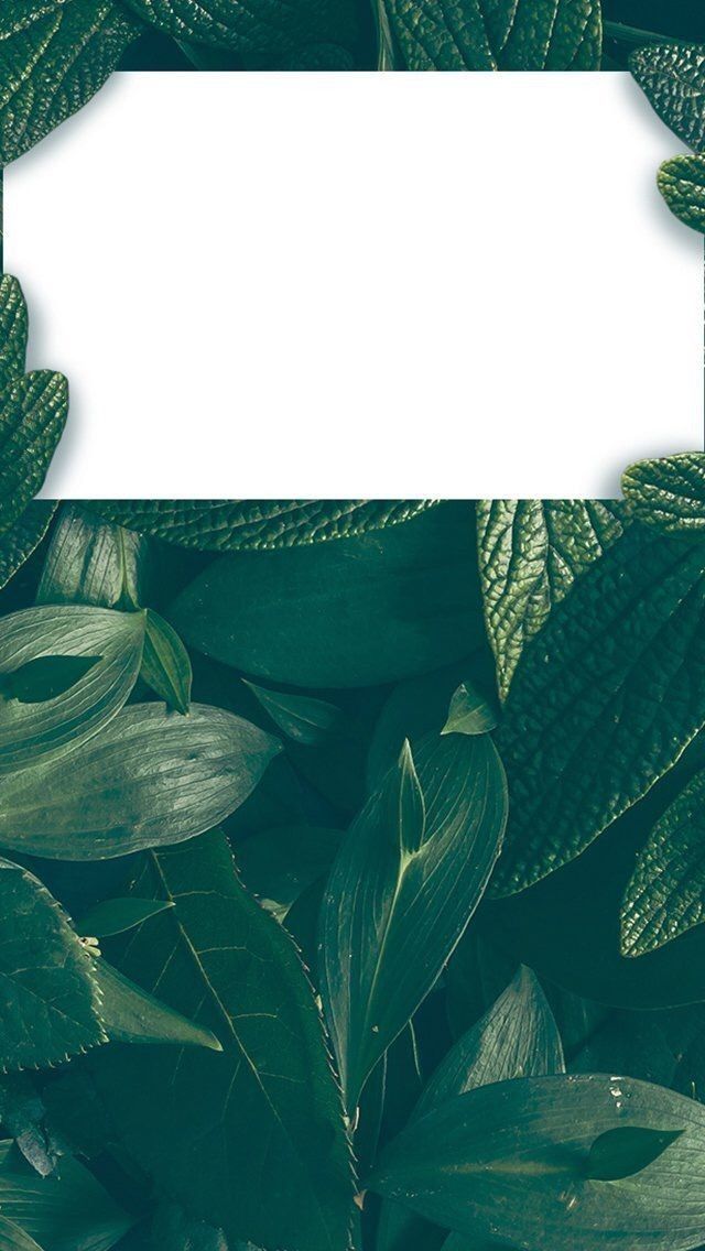 Download Green Aesthetic Iphone Lock Screen Theme Wallpaper  Wallpaperscom