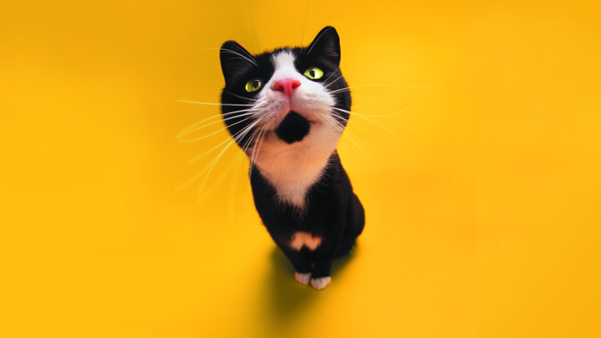 Funny Cat Staring Desktop Pc And Mac Wallpaper