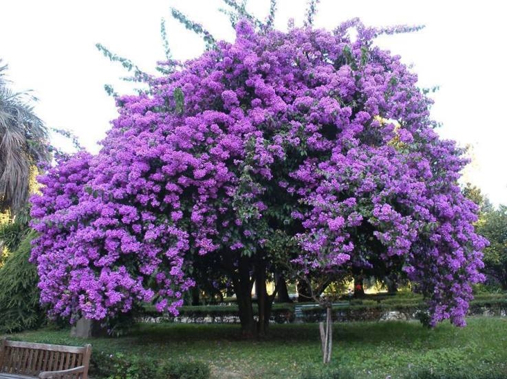Beautiful Purple Jacaranda Tree Pictures Photos And Image For