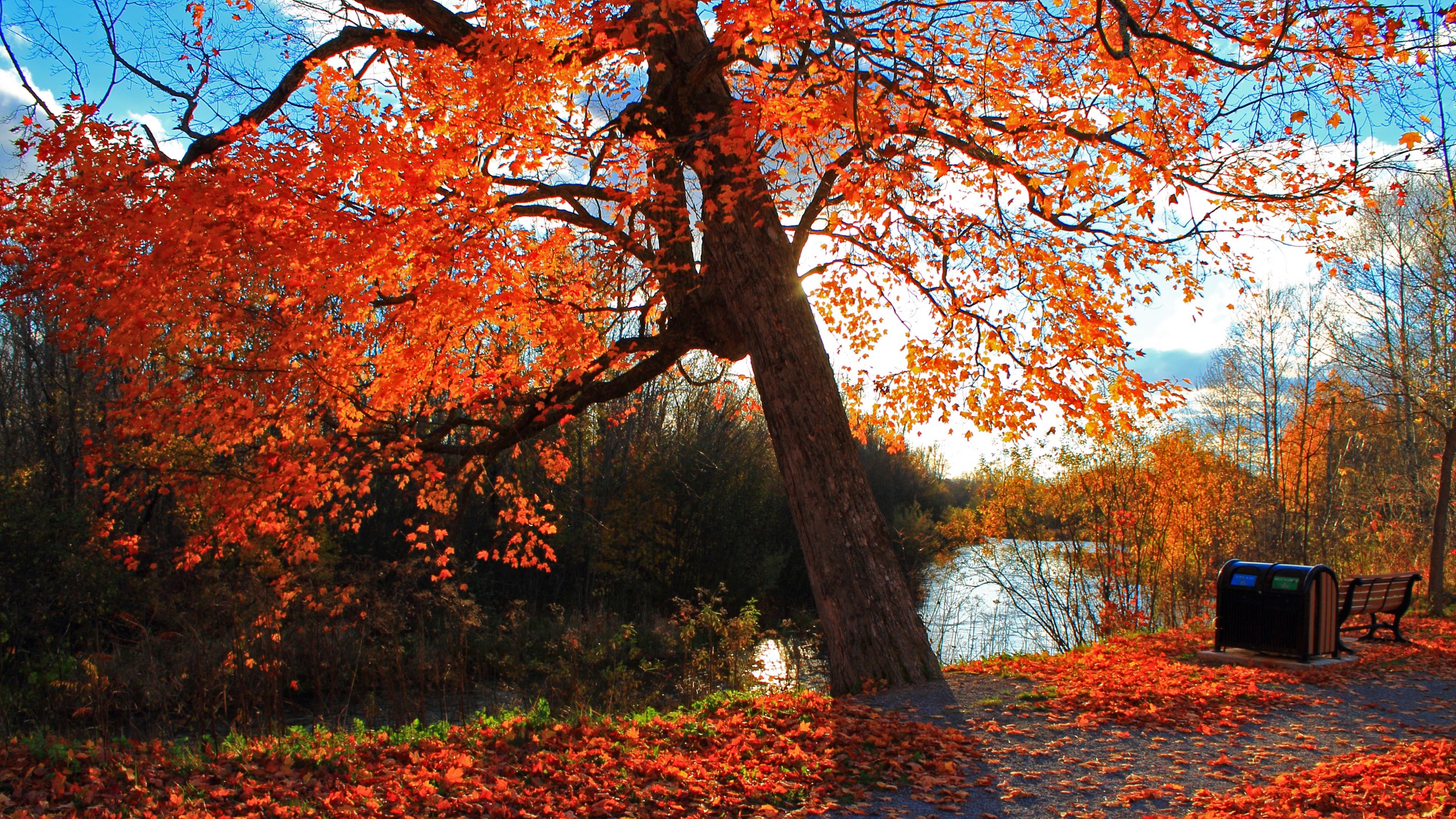 Landscape 4k Ultra HD Wallpaper Autumn Park
