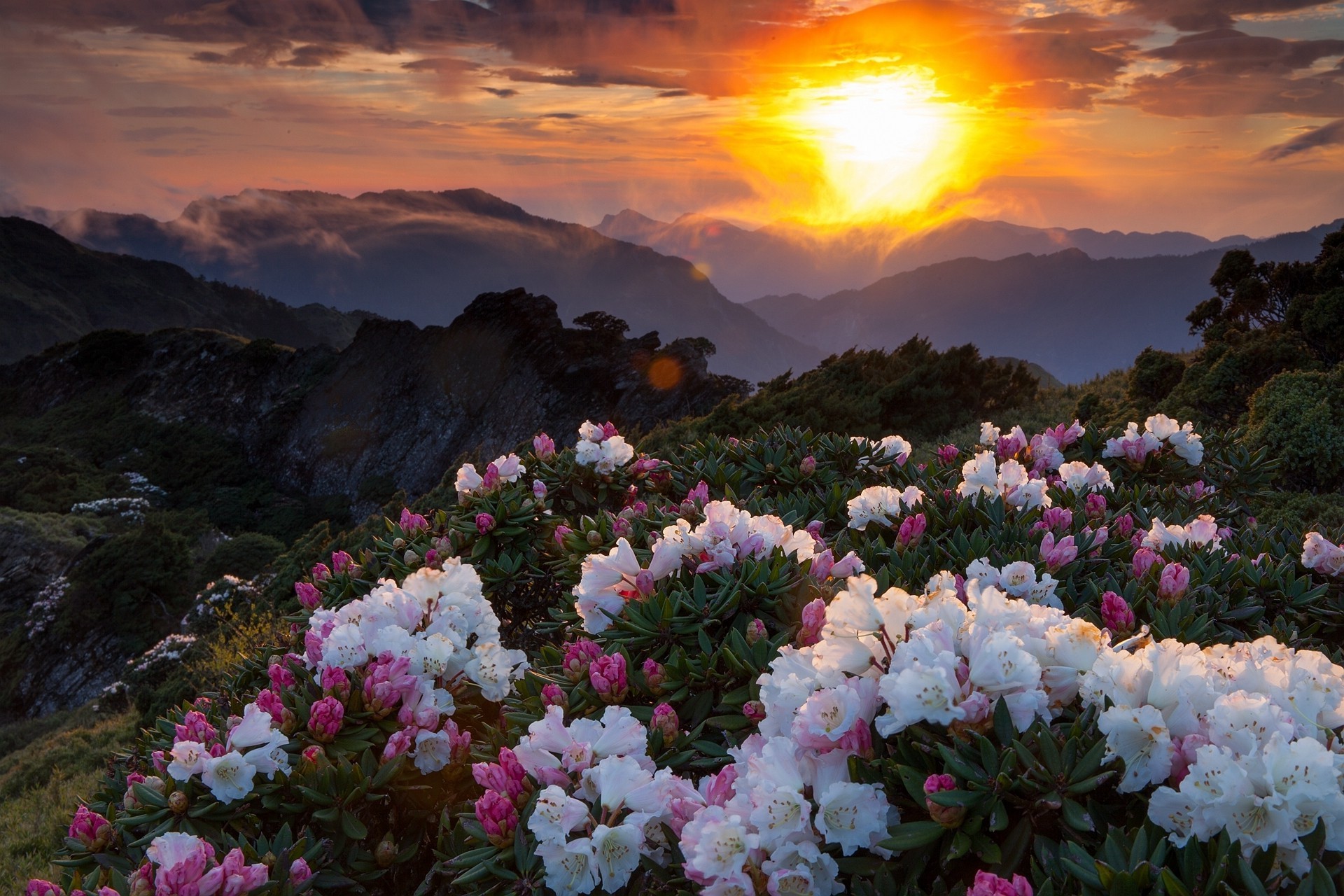 Nature Flowers Wallpaper HD