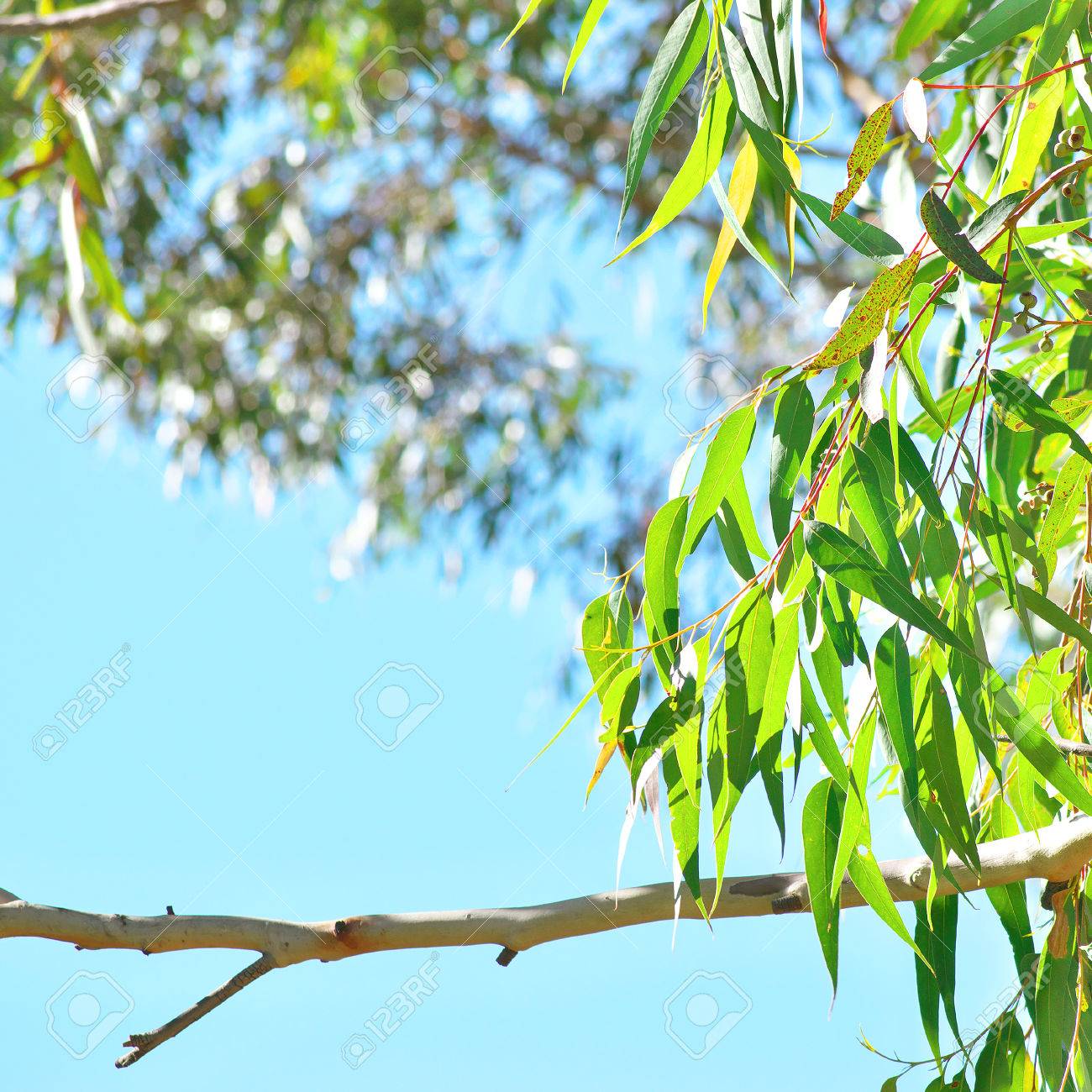 Eucalyptus Gum Tree Leaves Against Blue Sky Background Stock Photo
