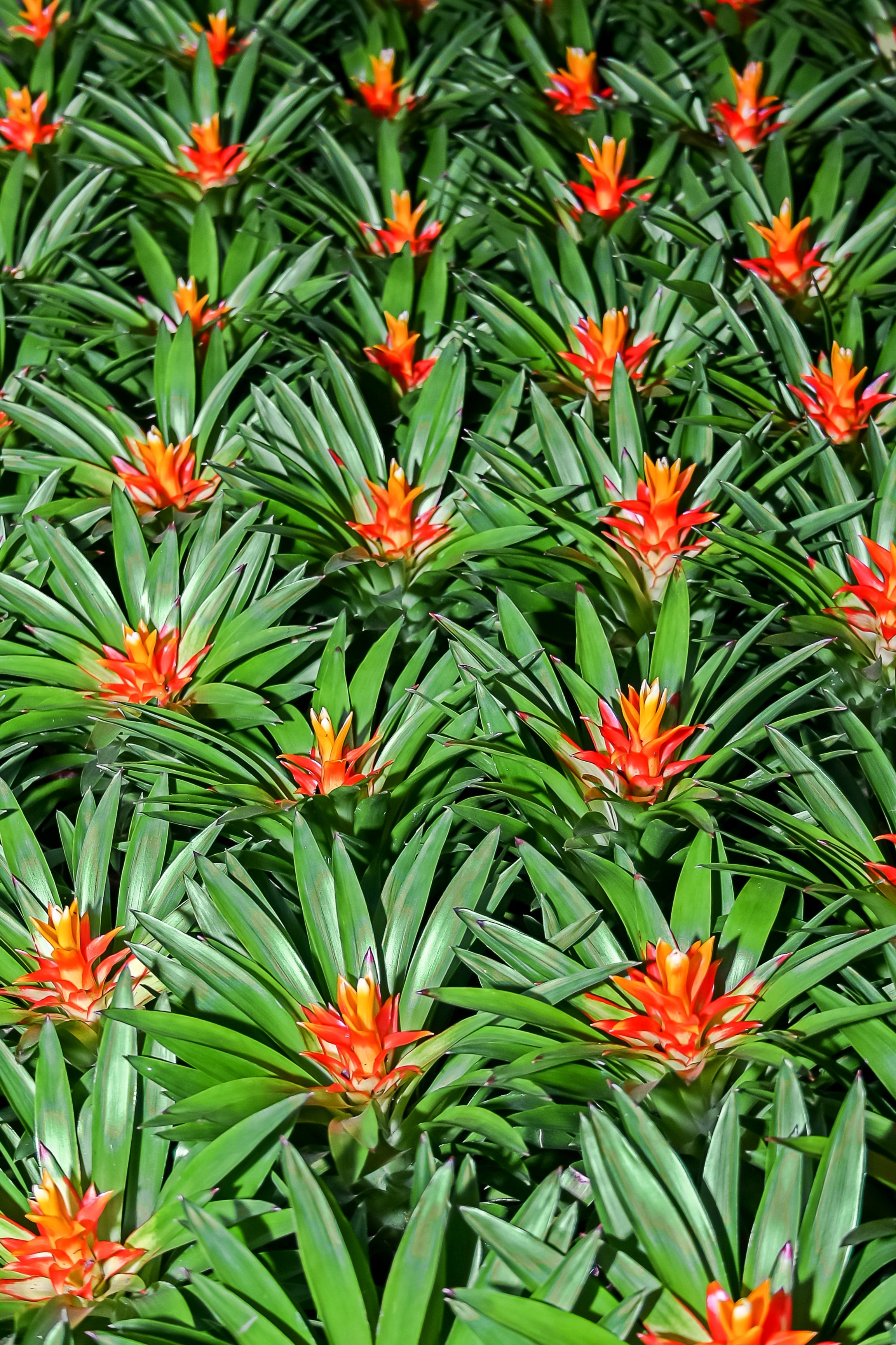 Plant Bromeliad Nature Jungle Green Color Image