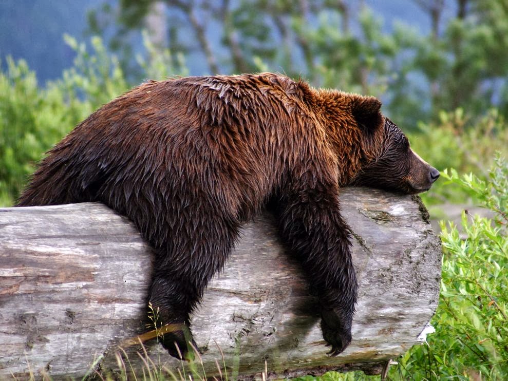 Grizzly Bear Wallpaper Top HD