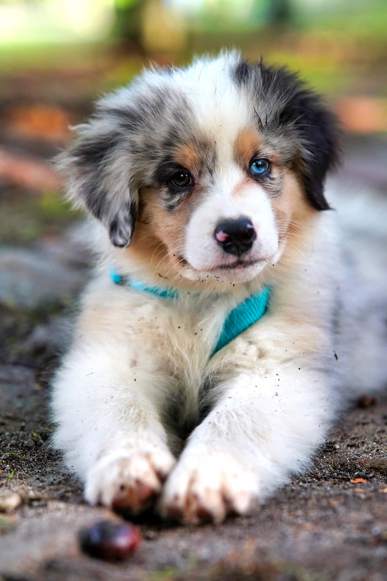 These Adorable Puppies Make The Perfect Companions Wallpaper