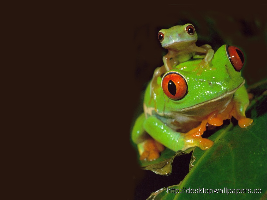 Funny Frog 2 Wallpaper   Desktop Wallpapers Free