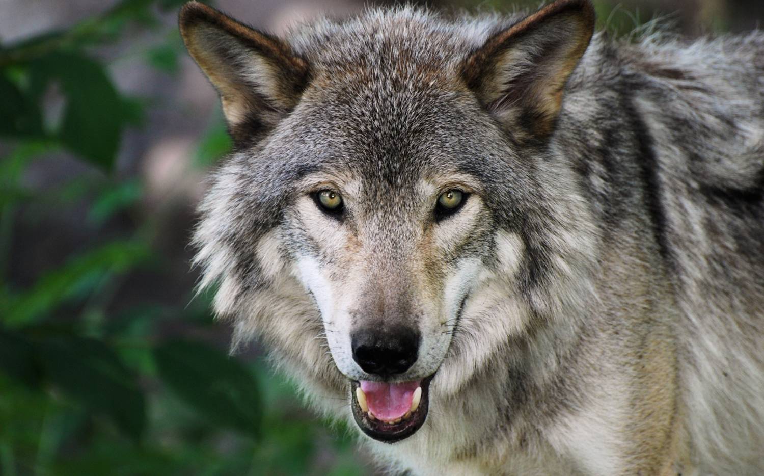 Tiere Wolf Istock Sa002m5j Wallpaper