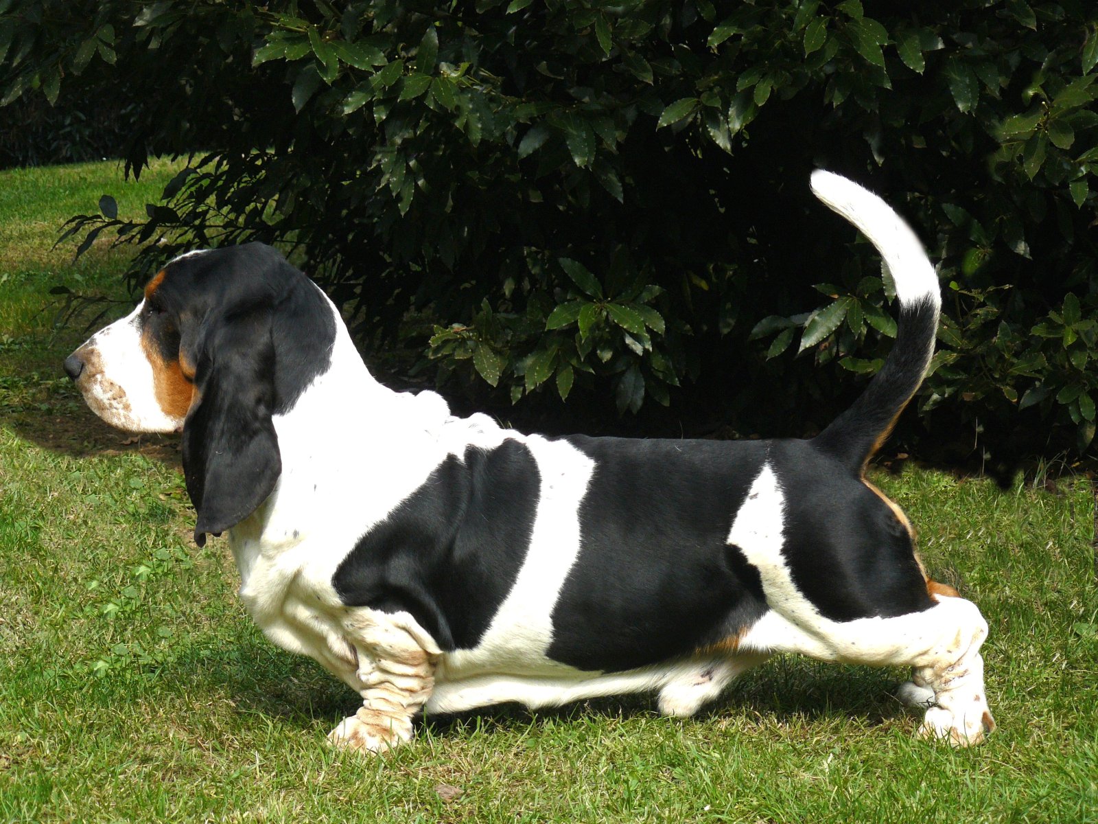 Basset Hound Lovely Wallpaper Pictures