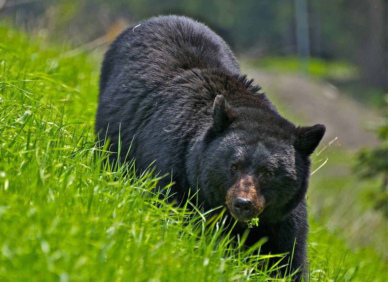 Black Bear Wallpaper