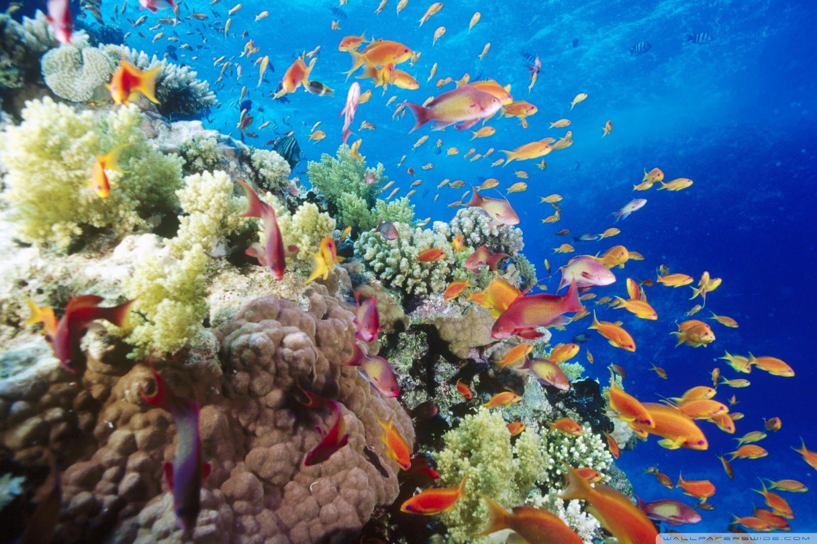 Coral Reef wallpapers christianhdwallpaper