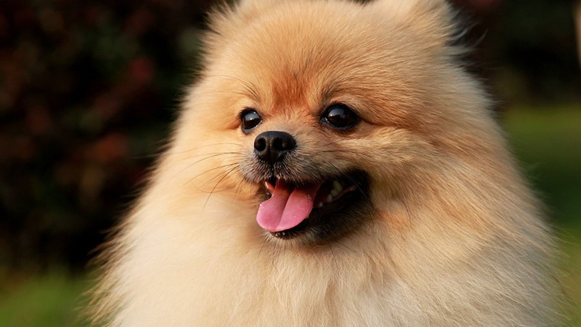 Cute Pomeranian Dog Wallpaper HD Breeds