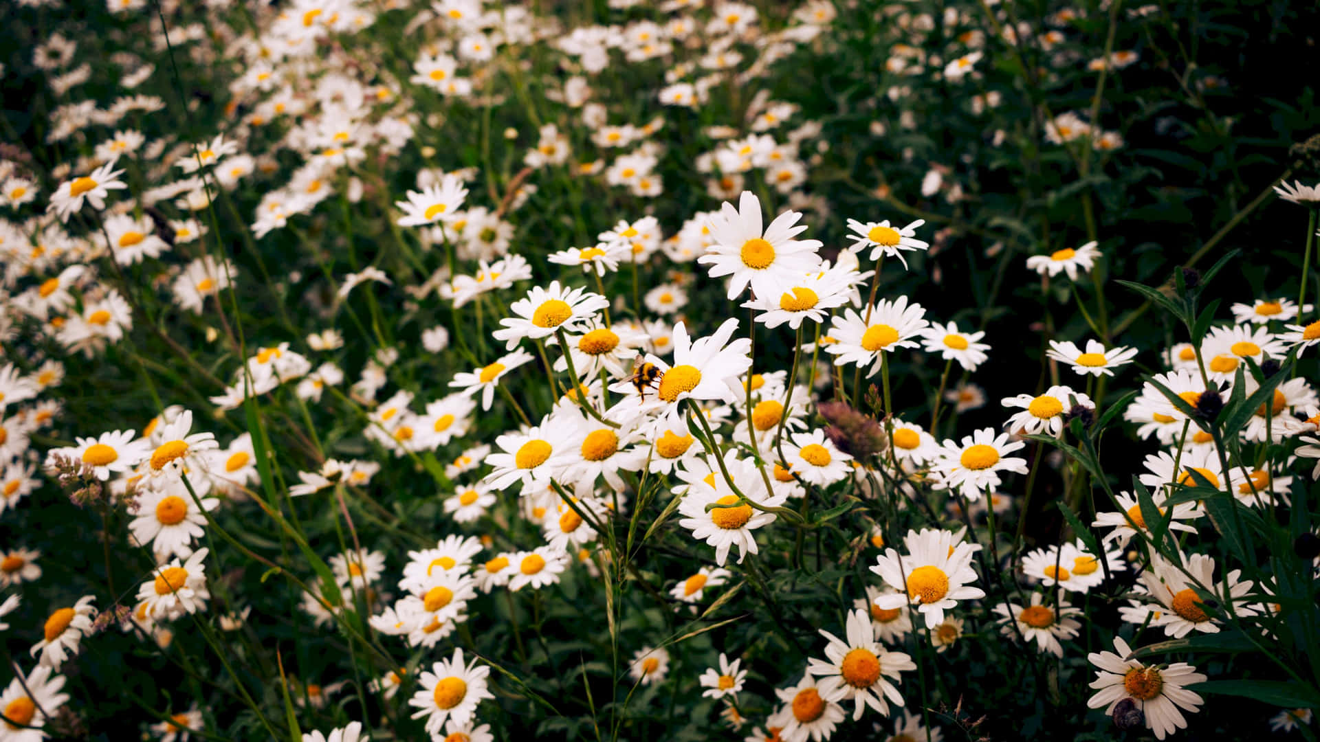 Daisy Flower Wallpaper