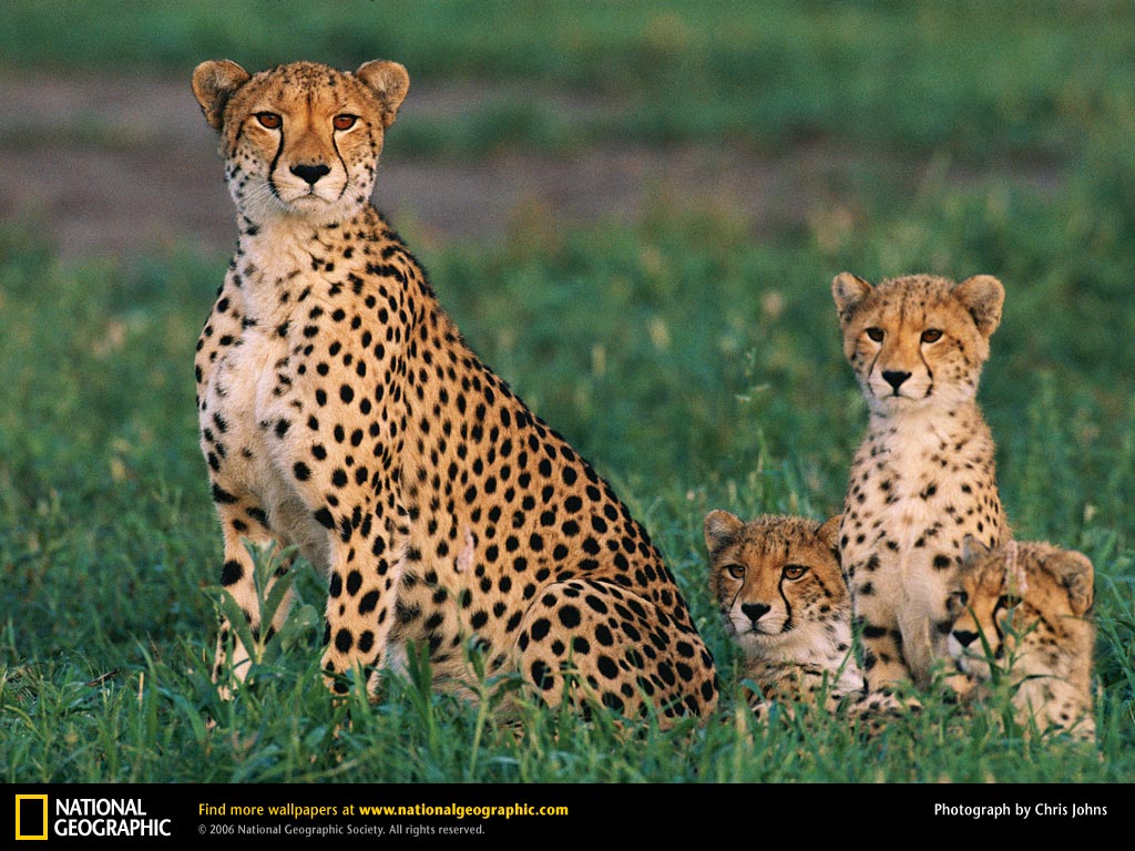 Animal Mother And Baby National Geographic Cheetah With
