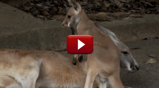 Baby Kangaroo X Brolga Bonds With Kangaroos Dundee
