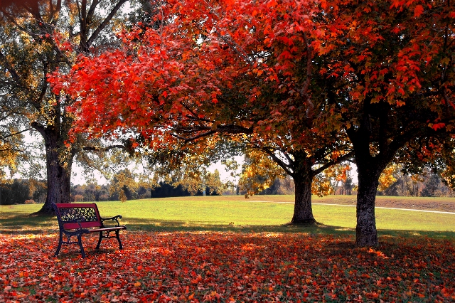 Fall Nature Background Pics