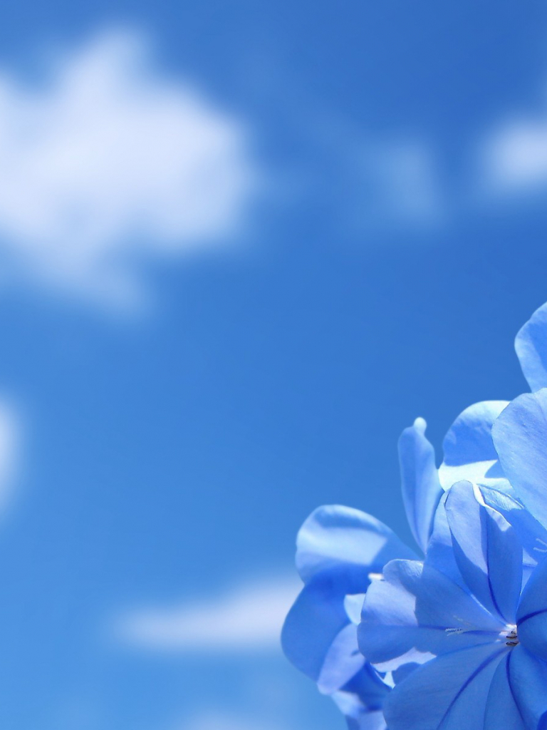 Blue Sky Flower Wallpaper HD