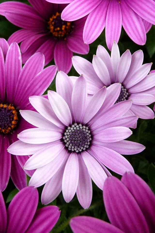Blumen In Rosa iPhone Wallpaper Pink And Purple Daisies HD