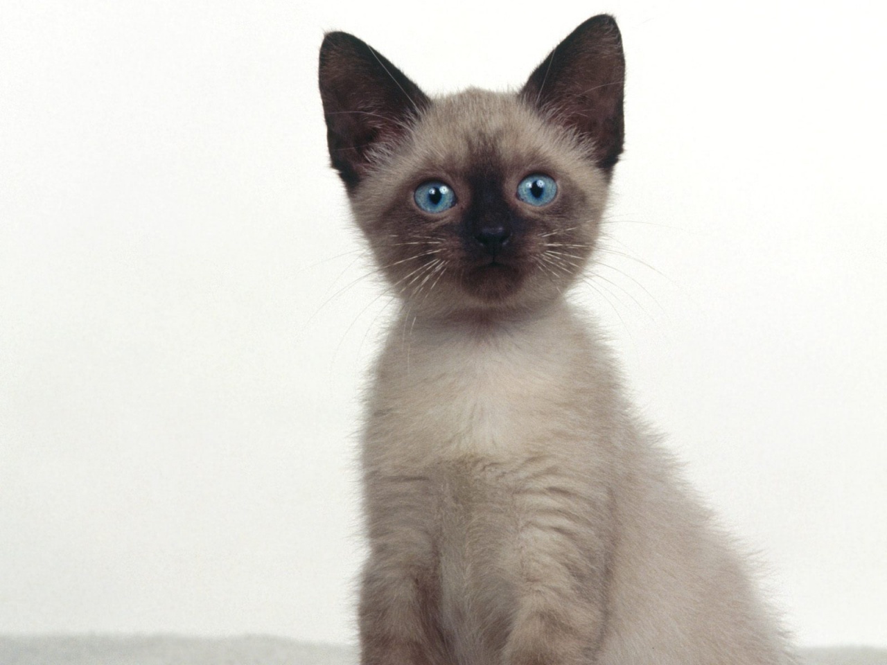 Siamese Cat Pictures And Info Cats Breeds