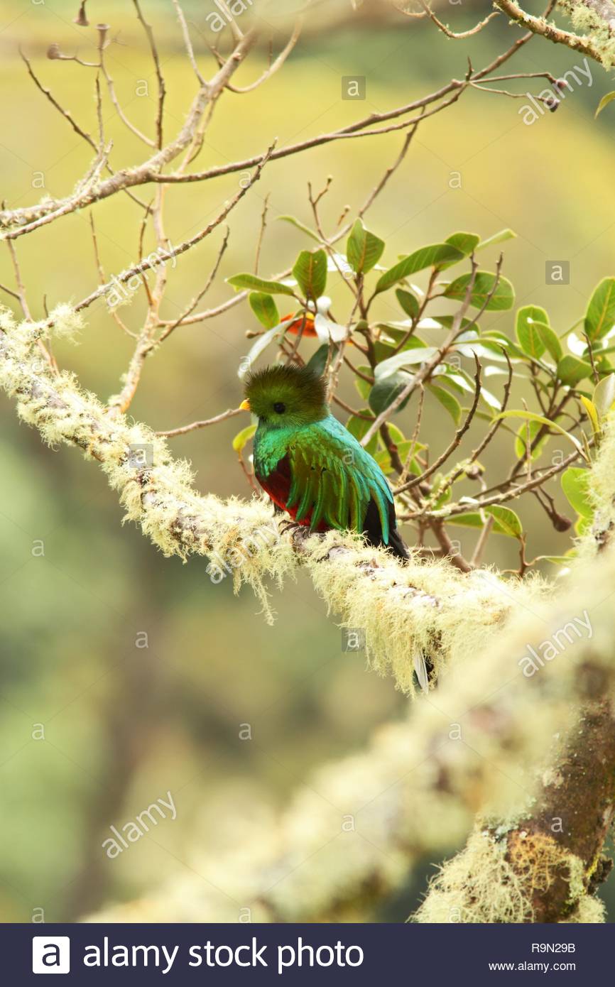 Resplendent Quetzal Pharomachrus Mocinno Savegre In Costa Rica