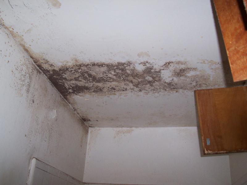 Free Download Mold Mildew Health Hazard Bad Mls Photos Ugly Home
