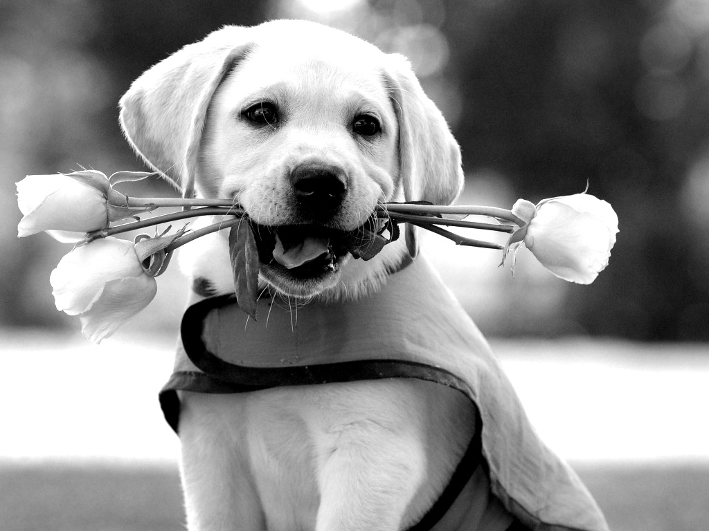Funny Puppy Dog Black And White Pictures
