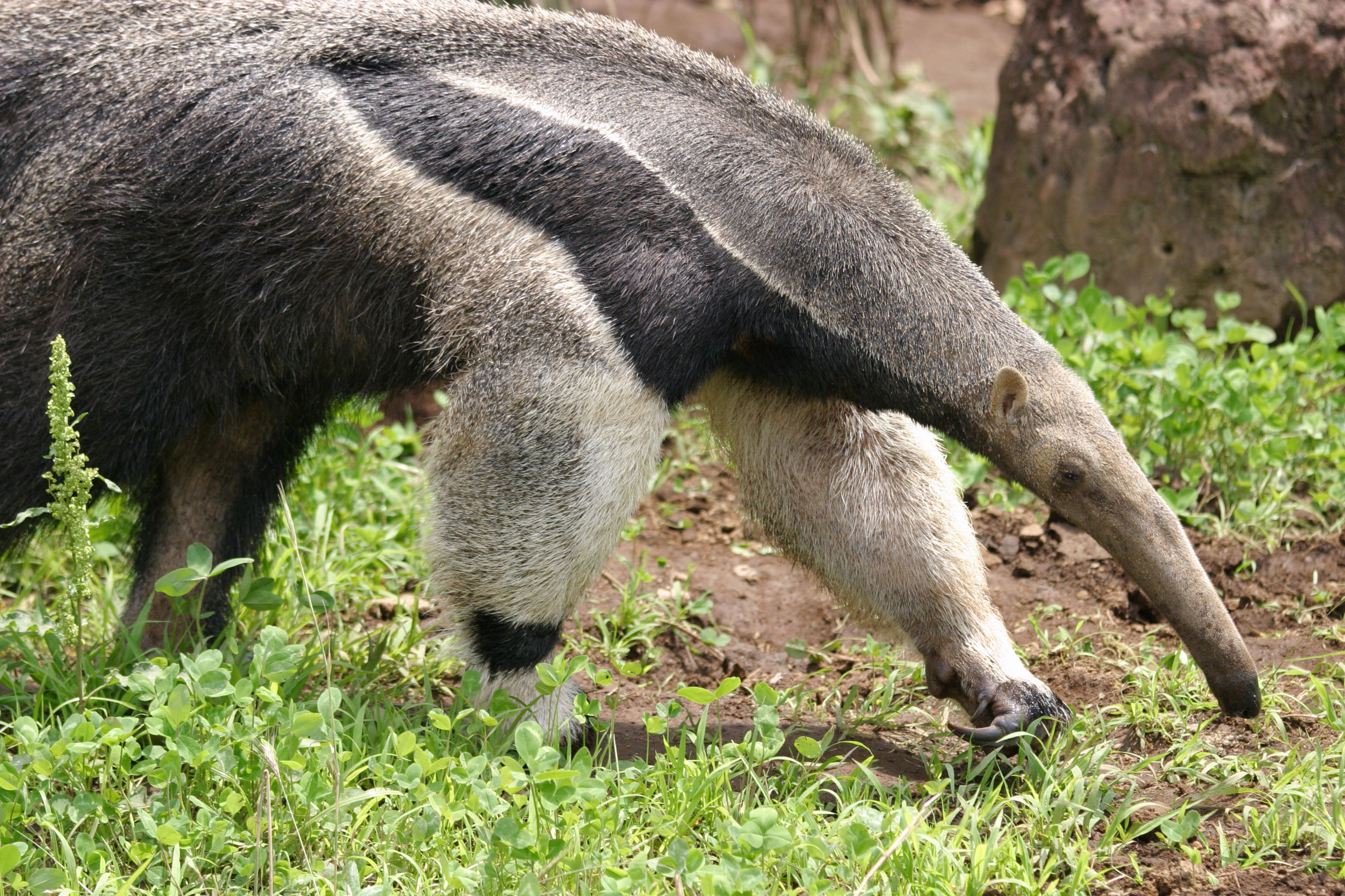Anteater HD Wallpaper Background