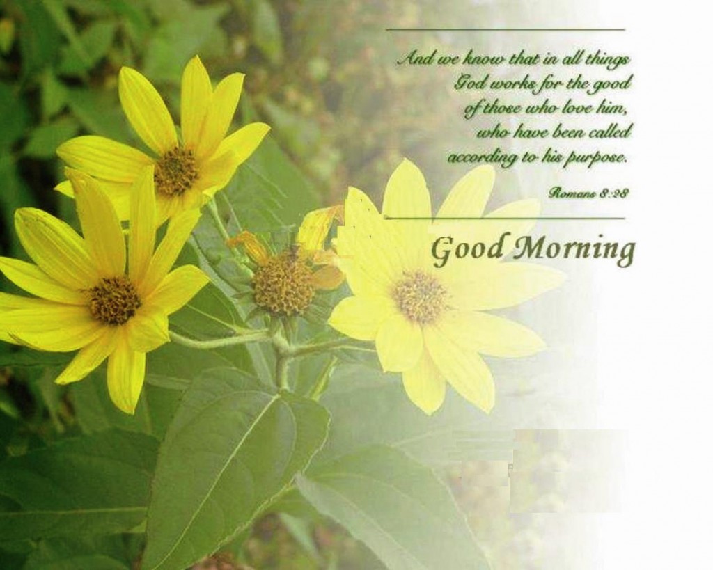 Good Morning Wishes HD Wallpaper With Resolutions Pixel