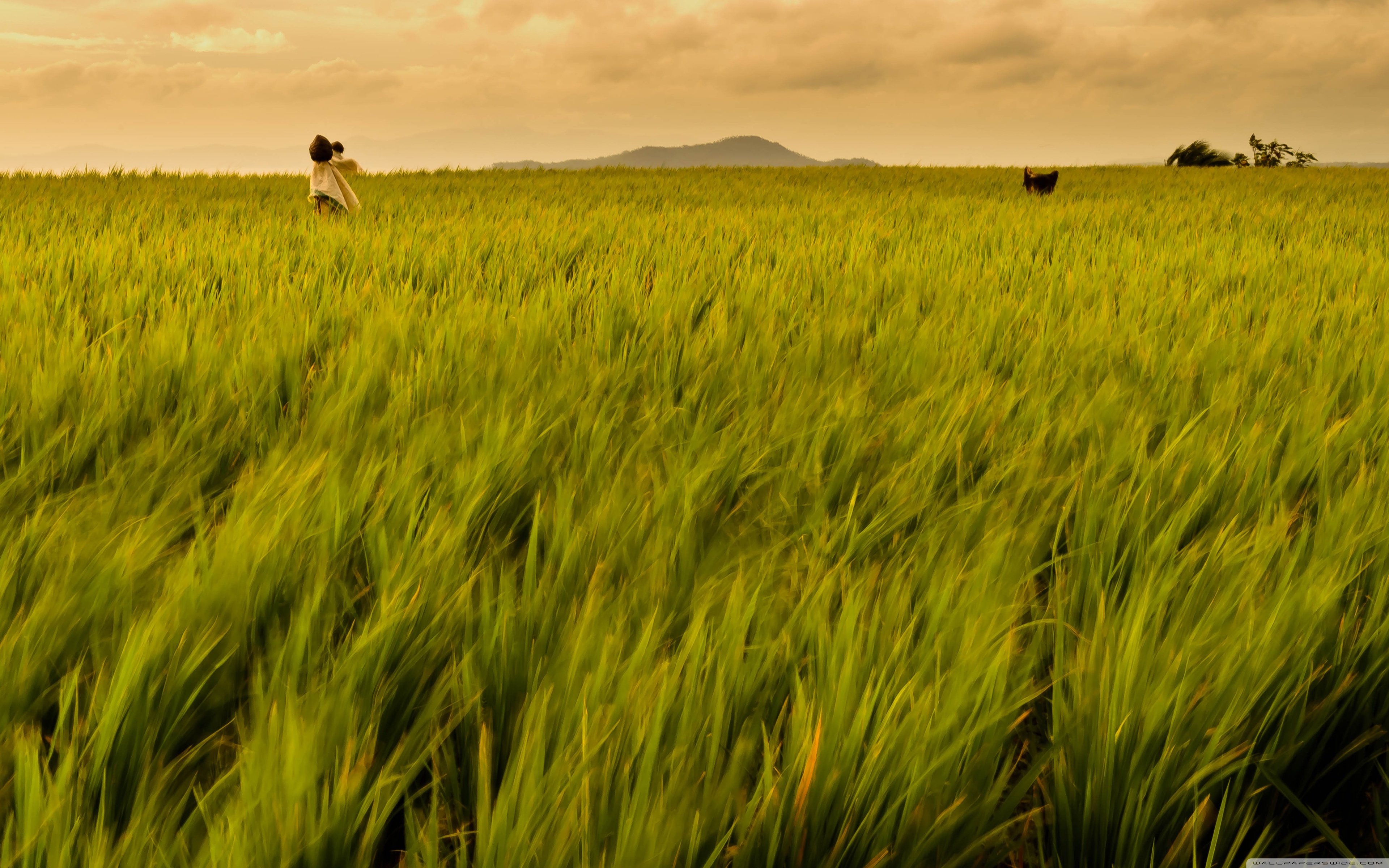 Rice Field Philippines 4k HD Desktop Wallpaper For Ultra