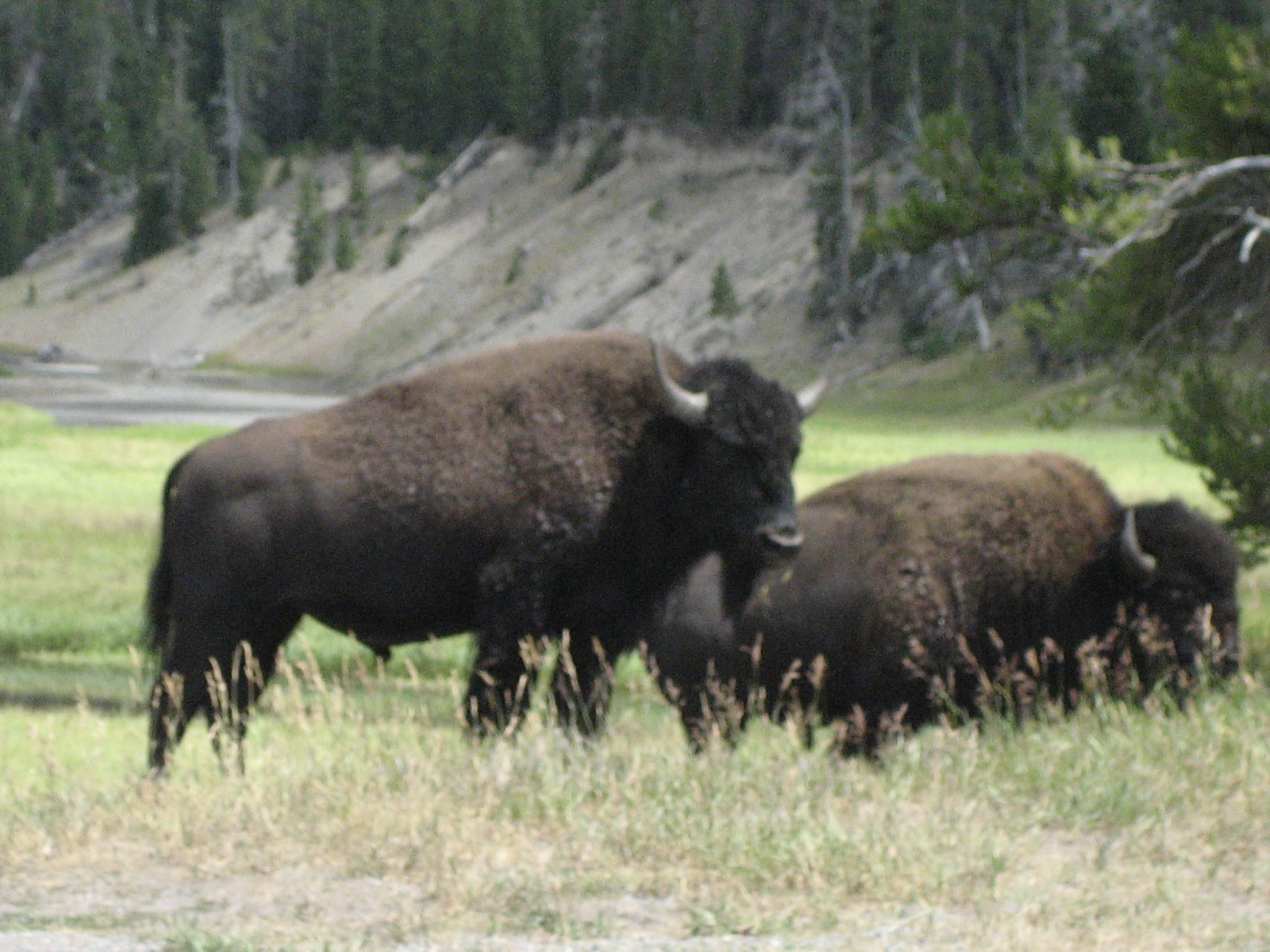 Awf Wildlife Buffalo