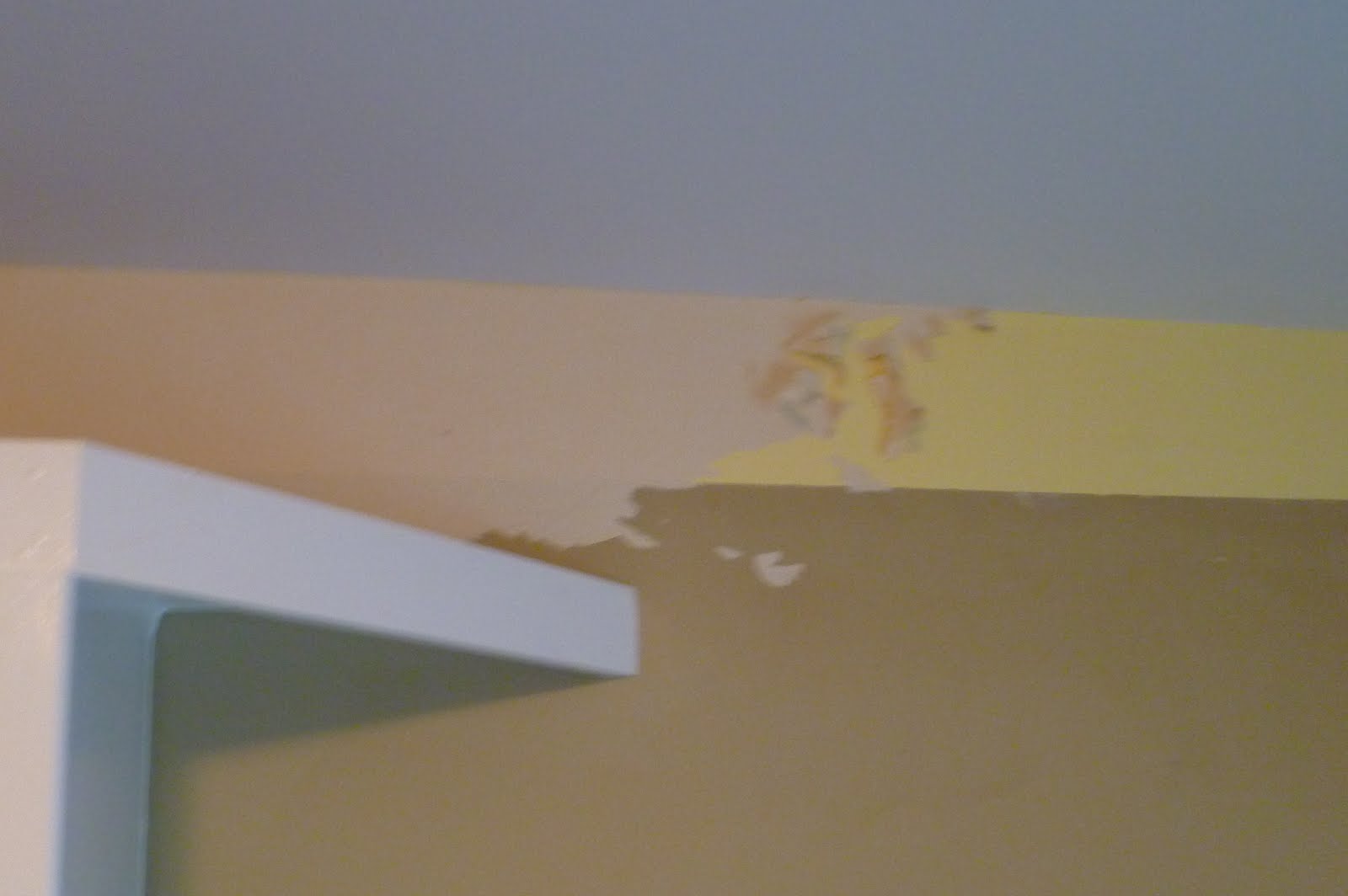 Free download Piranha wallpaper remover spray a wallpaper shaver and a