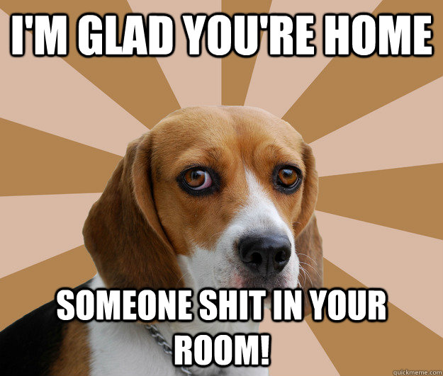 Funny Beagle Meme Dog
