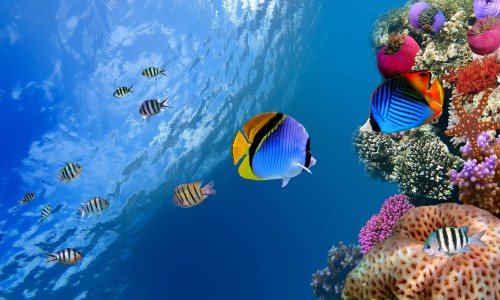 Coral Fish Ultra HD Wallpaper