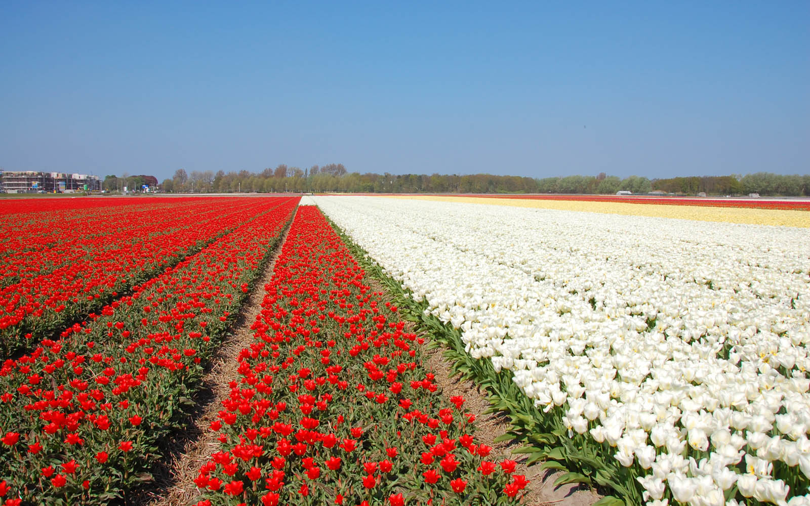 Tag Herlands Flower Fields Wallpaper Background Photos Image