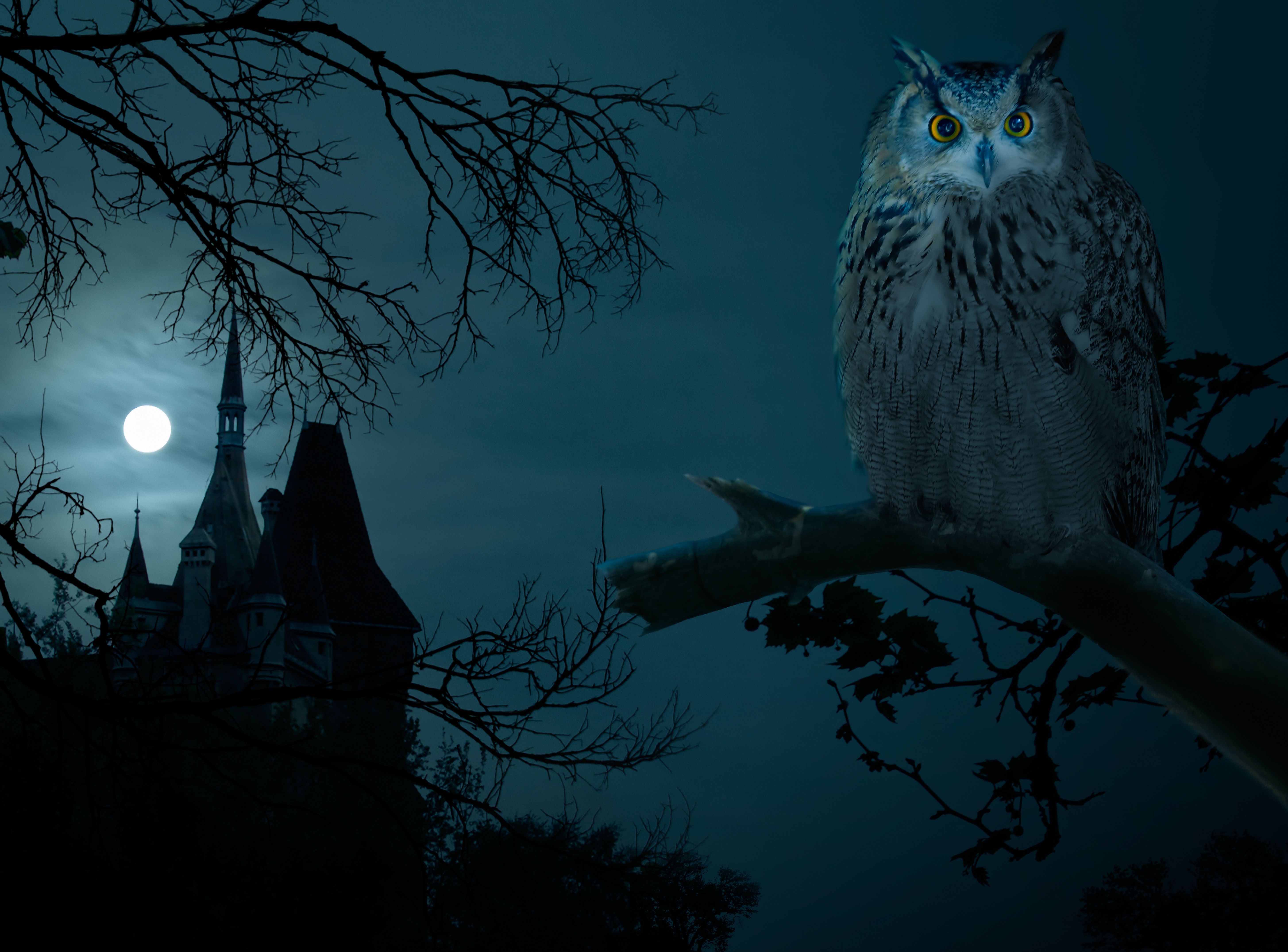 Wallpaper Halloween Night Owl Hounted House Dark Moon