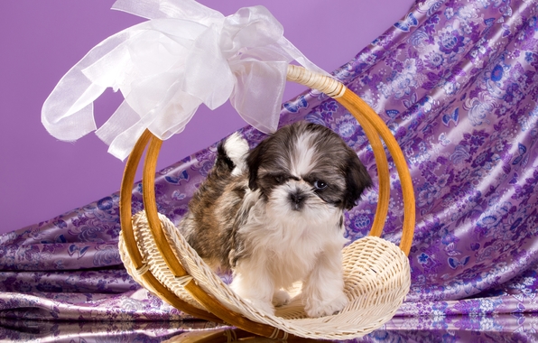Wallpaper Puppy Shih Tzu Basket Bow Dog